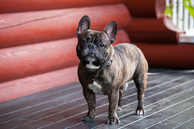 Arriba de un Bulldog Francés mirando a la cámara mientras está de pie en el porche de madera de la casa.