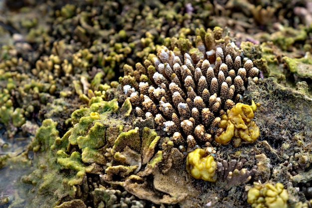 Foto desde arriba del coral áspero acropora digitifera que crece en la costa húmeda del océano durante la marea baja foto