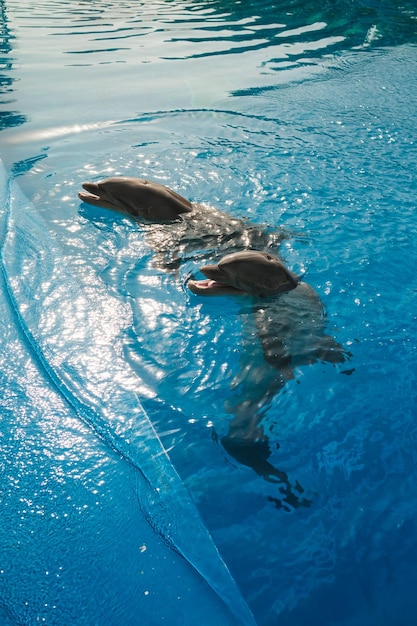 Foto desde arriba de los delfines entrenados grises nadando en aguas azules limpias mientras el sol se refleja en la piscina