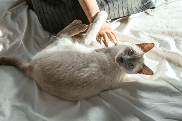 Arriba foto de gato blanco por mujer en una sábanas blancas