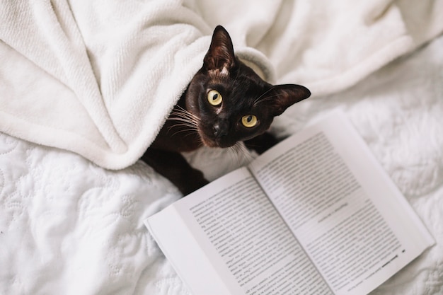 Desde arriba gato cerca del libro