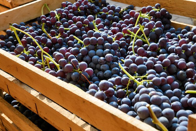 Desde arriba de jugosas uvas negras maduras con ramitas verdes de la Toscana colocadas en una caja de madera en la calle en un día soleado