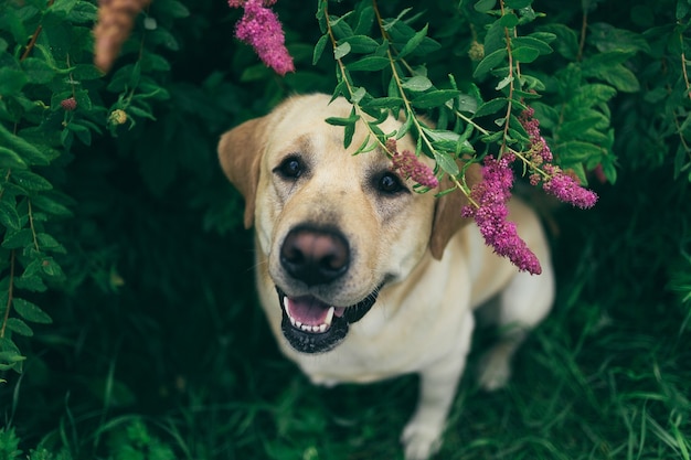 Desde arriba, perro labrador sonriente feliz sentado en los arbustos