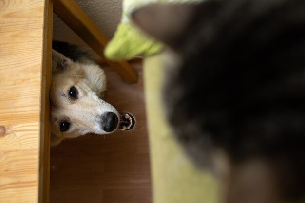 Desde arriba, perro pastor interesado mirando desde debajo de la mesa al gato sentado desde debajo de la mesa