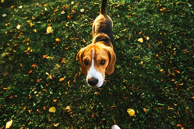 Desde arriba del tranquilo perro Beagle caminando sobre el césped paseando en el parque mirando a la cámara