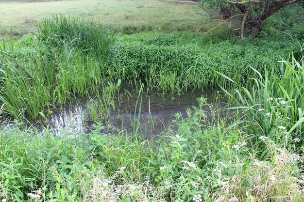 Un arroyo de agua con hierba alta