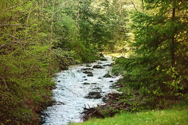 Arroyo ancho en bosque de montaña