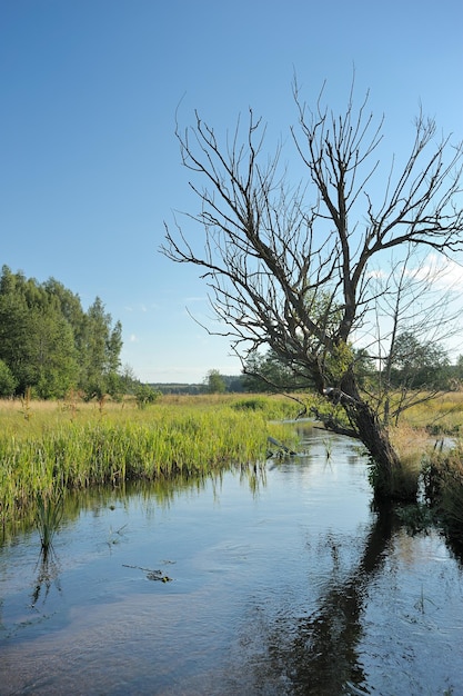 arroyo y arbol