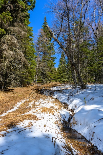 Arroyo áspero del sur de Ural con una vegetación paisajística única y diversidad de naturaleza en primavera