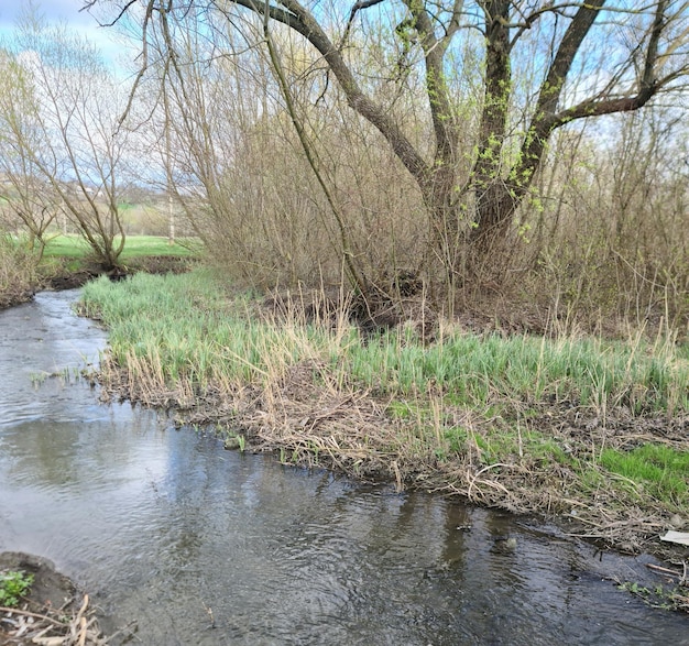 Un arroyo atraviesa un campo con árboles y césped.