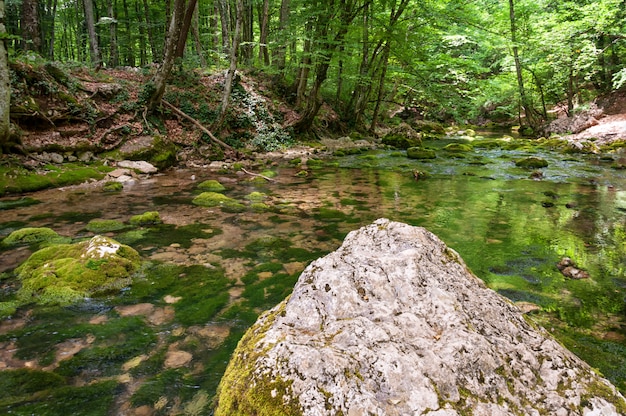 Arroyo del bosque corriendo sobre rocas cubiertas de musgo