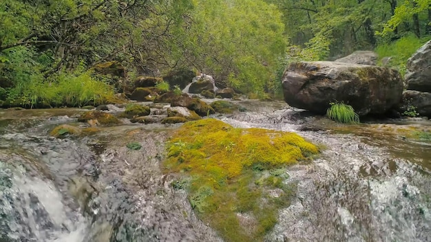 Un arroyo en el bosque con musgo en las rocas