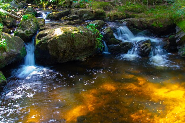 Un arroyo en el bosque con el nombre del río.