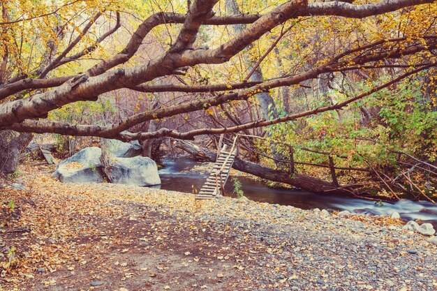 El arroyo del bosque en otoño.