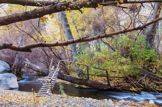 El arroyo del bosque en otoño.