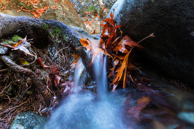 El arroyo del bosque en otoño.