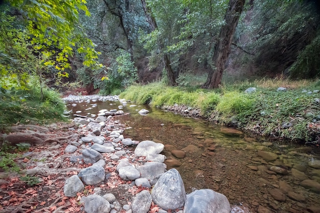 Arroyo del bosque. Pequeño río que fluye a través del bosque en el bosque de Paphos, Chipre