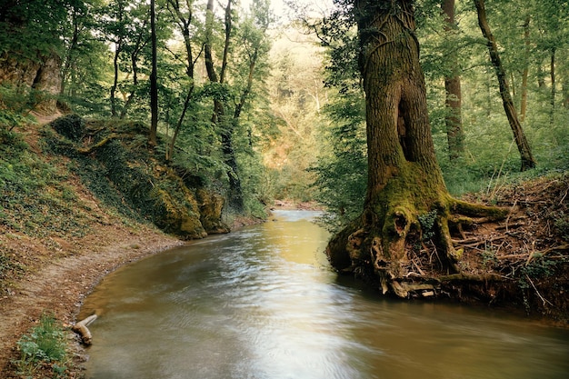 Arroyo en el bosque de primavera