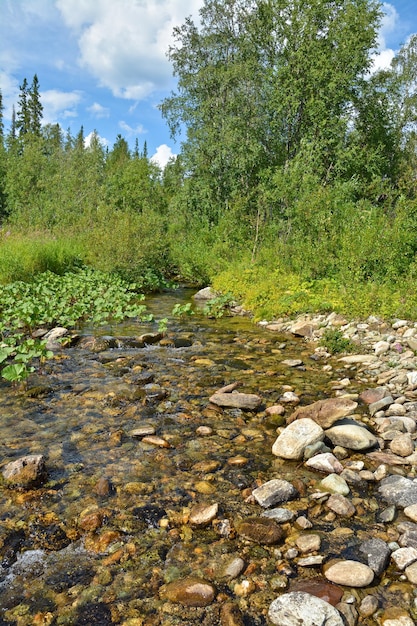 Arroyo del bosque puro