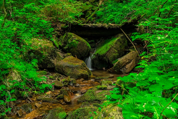 Arroyo en el bosque. Recursos hídricos. Agua pura