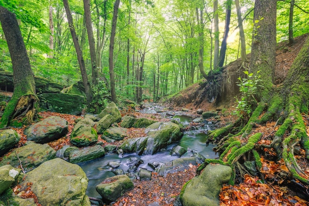 Arroyo del bosque verde, arroyo de las montañas de los Alpes. Hermoso flujo de agua, soleadas y coloridas rocas cubiertas de musgo