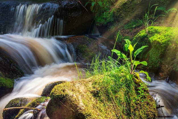 Arroyo en un bosque verde en los días cálidos de verano Parque nacional Peak District