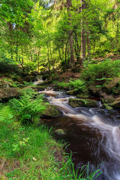 Foto arroyo en un bosque verde en los días cálidos de verano parque nacional peak district