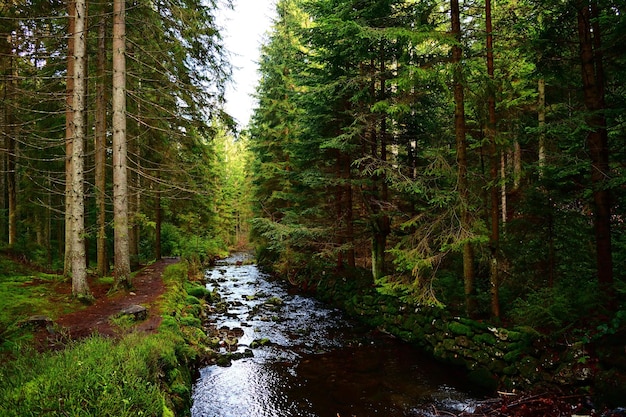 arroyo en el bosque