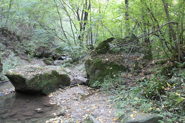 Un arroyo en un bosque