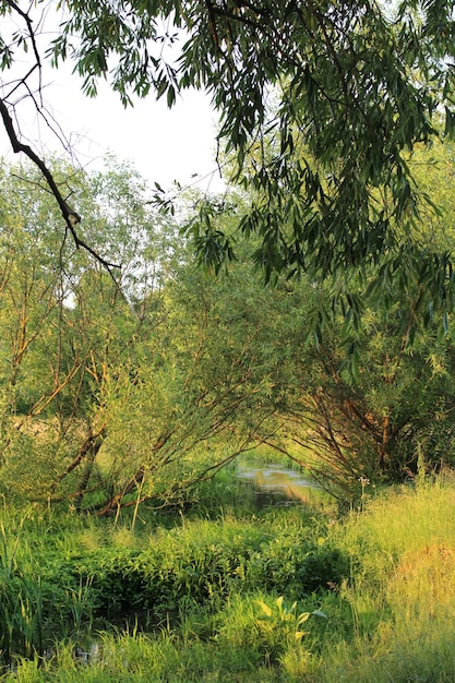 Un arroyo en un bosque