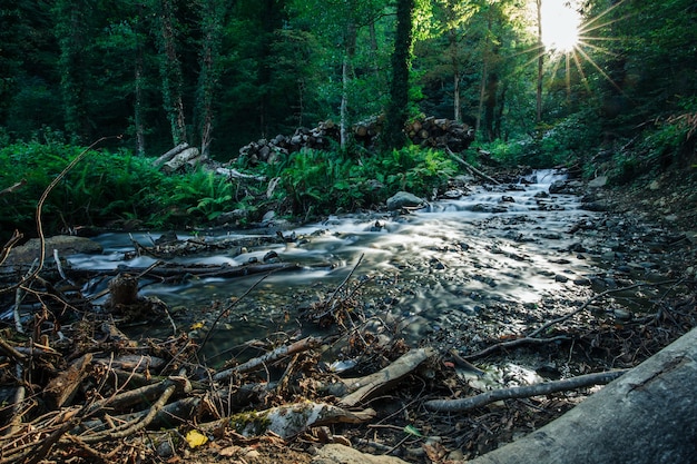 Arroyo en cascada en el bosque de montaña, larga exposición