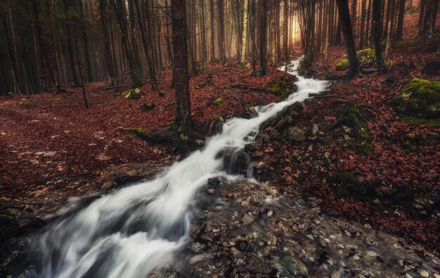 Arroyo y cascada en un bosque otoñal turbio