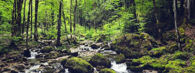 Foto arroyo en cascade du herisson en francia