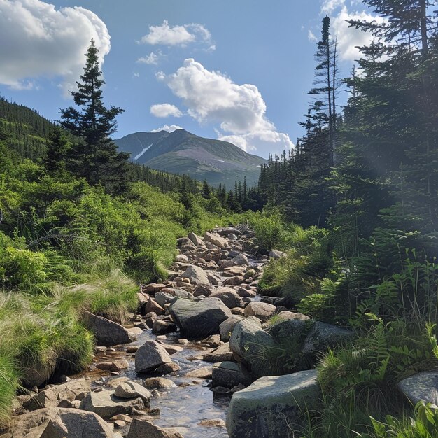 Foto un arroyo corre a través de un bosque con rocas y árboles