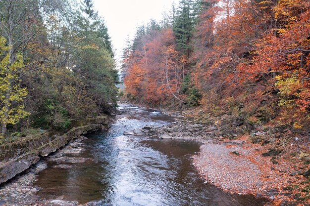 Arroyo corriendo por las rocas de la montaña a través del bosque de otoño