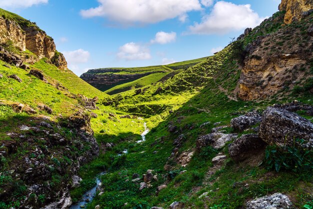 Un arroyo en un desfiladero verde de montaña.