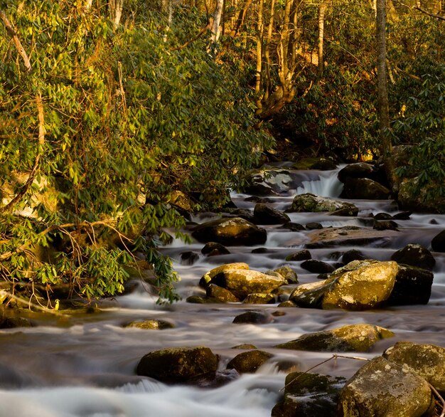 Foto arroyo embravecido en primavera en smokies