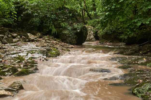 Arroyo fangoso después de la lluvia en un bosque subtropical, el agua está borrosa en movimiento