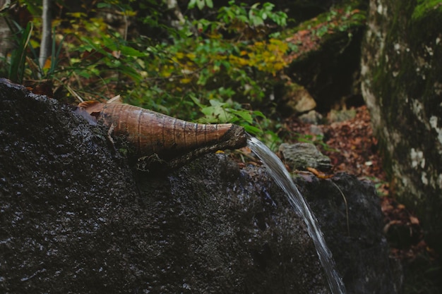 Un arroyo fluye en el bosque a través de un cántaro