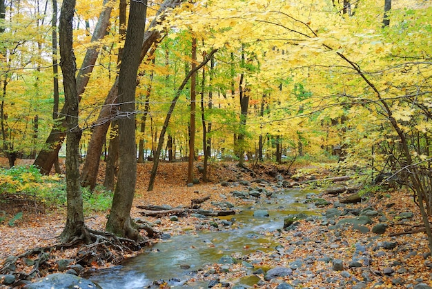 Arroyo de follaje de otoño