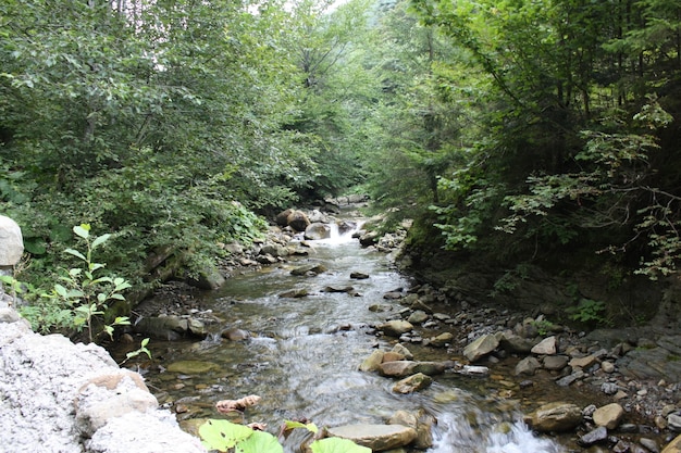 Arroyo en la foto de las montañas