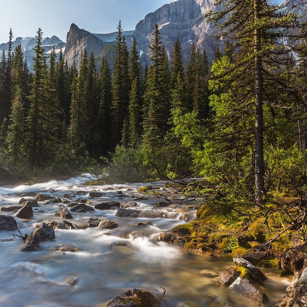 Arroyo del lago moraine en el bosque en banff canadá