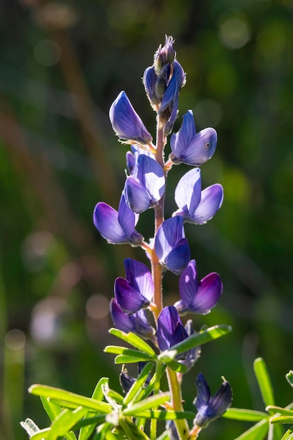 Arroyo-Lupine oder Lupinus-Succulentus-Pflanze mit violetten und violetten Blütenblättern