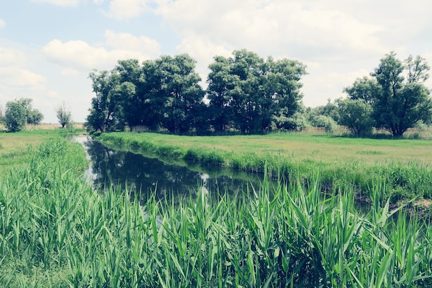 Un arroyo en medio de un campo de hierba