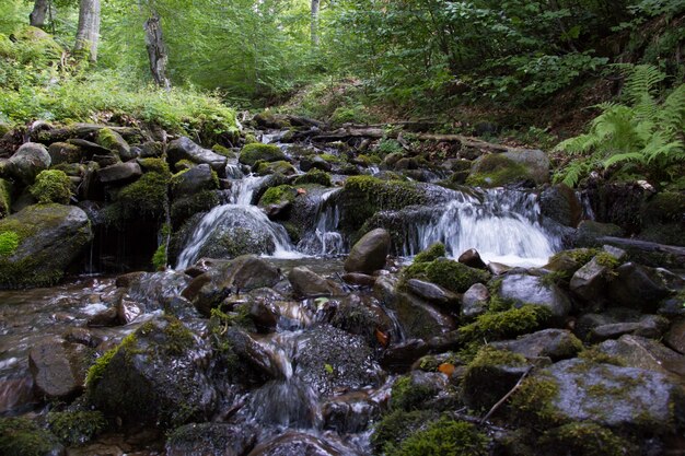 Arroyo de montaña entre árboles y piedras.