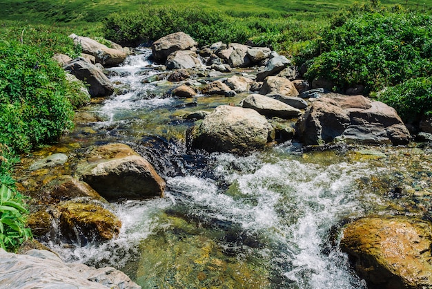 Arroyo de la montaña con cantos rodados grandes cerca del prado verde en día soleado. Limpie la corriente de agua en un arroyo rápido a la luz solar. Increíble paisaje de la naturaleza de Altai.