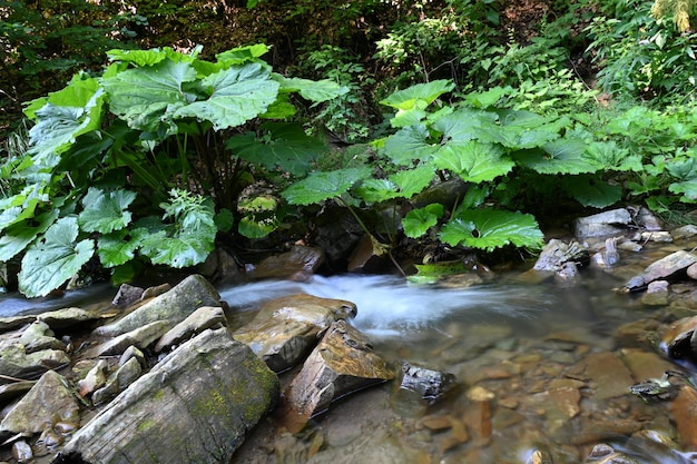 El arroyo de la montaña fluye a través de las piedras agua y piedras