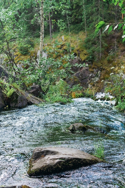 arroyo de montaña forestal con agua fría y clara