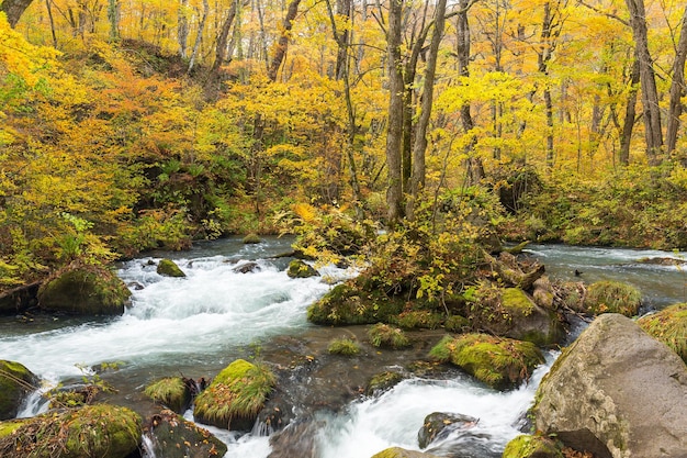 Arroyo de montaña japonés Oirase