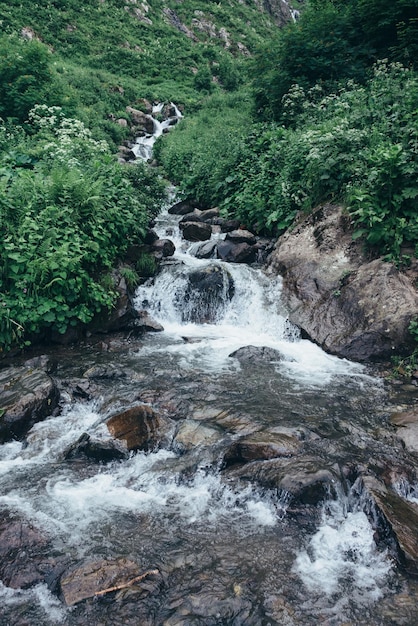 Arroyo de montaña en el paisaje natural del bosque